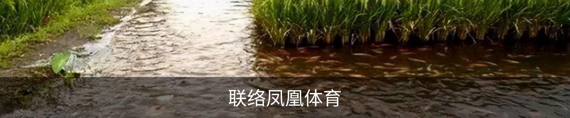 联络凤凰体育